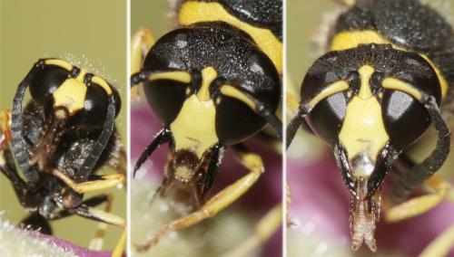 Eumenes sp.