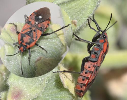 Spilostethus pandurus