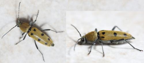 Chlorophorus glabromaculatus