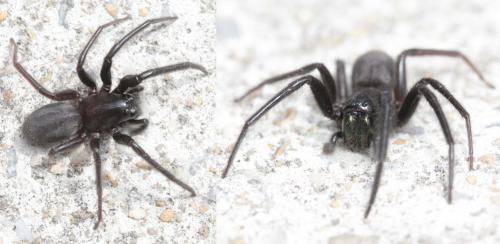 Segestria florentina