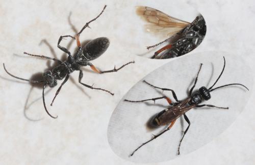 Réf. 60 979 : Cryptocheilus versicolor