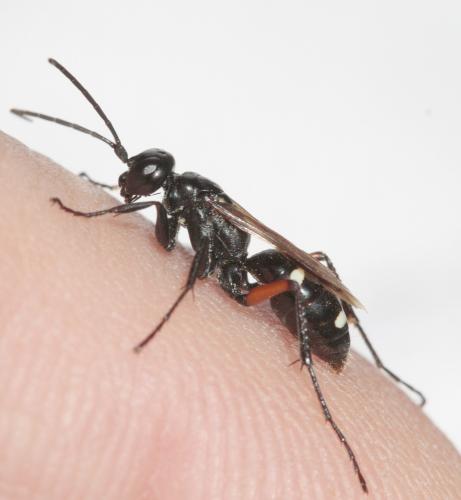 Réf. 60 980 : Cryptocheilus versicolor