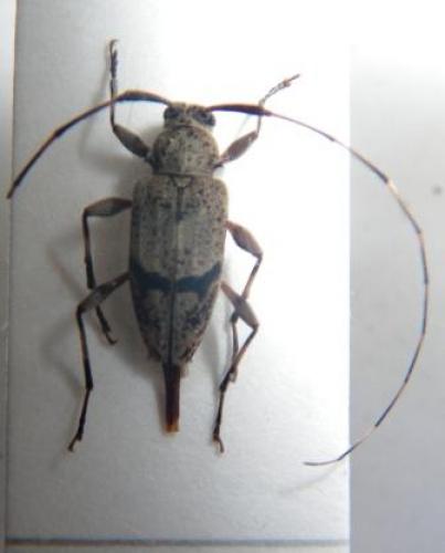 Jordanoleiopus sp.