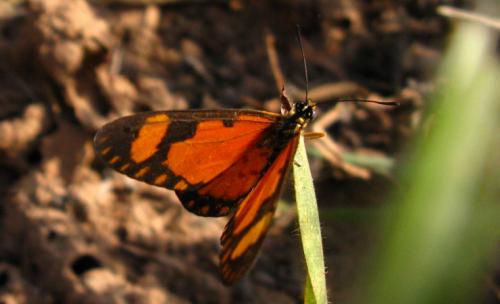 Acraea serena
