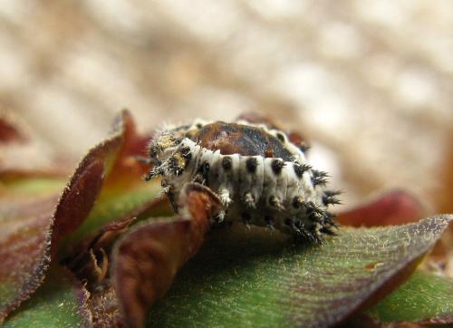 Exochomus quadripustulatus