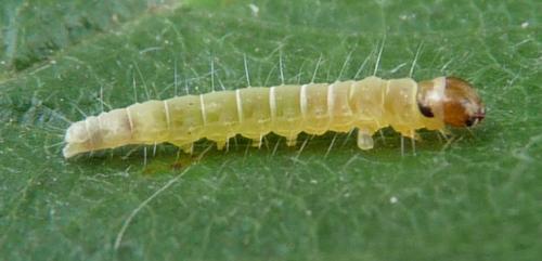 Diurnea fagella