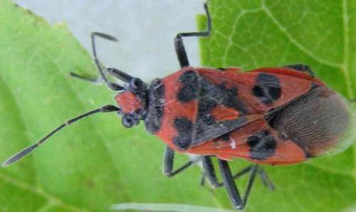 Corizus hyoscyami hyoscyami