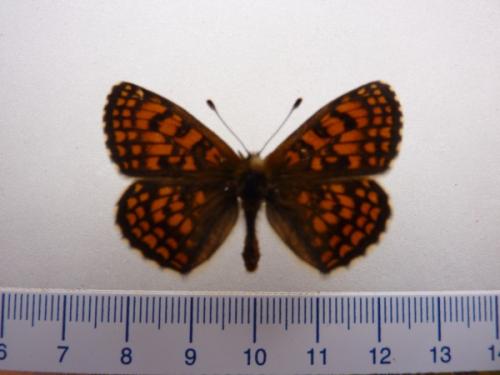 Melitaea sp.