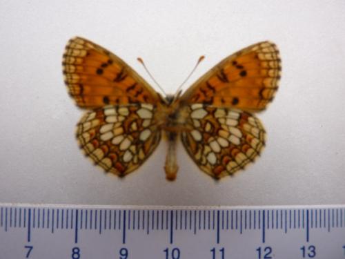 Melitaea sp.