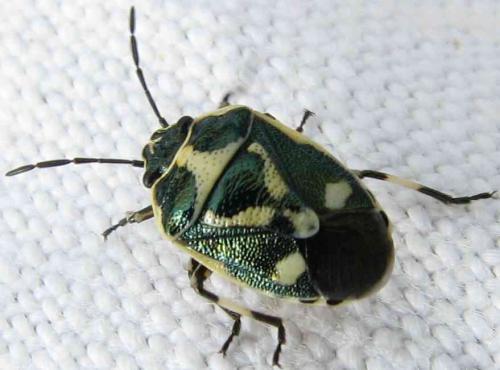 Réf. 60 365 : Eurydema oleracea