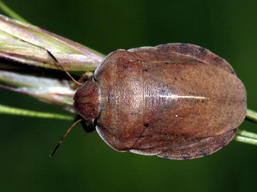 Réf. 60 495 : Eurygaster dilaticollis