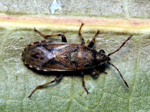 Réf. 60 873 : Heterogaster artemisiae