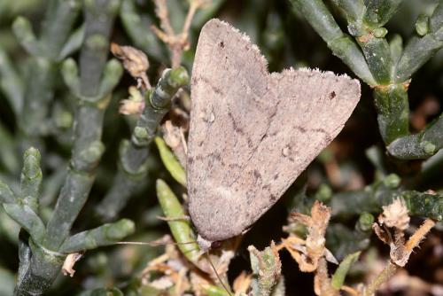 Réf. 60 622 : Clytie illunaris