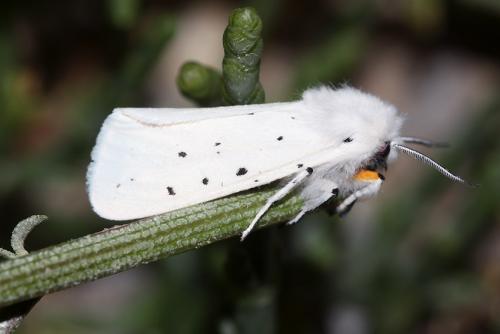 Réf. 60 625 : Spilosoma urticae