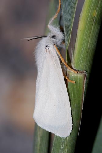 Réf. 60 623 : Laelia coenosa