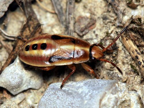 Réf. 60 837 : Heterogaster affinis