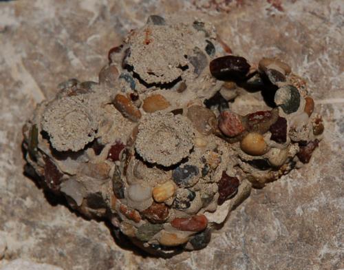 Réf. 60 725 : Katamenes sp.