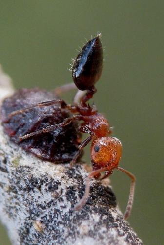 Réf. 60 321 : Crematogaster scutellaris