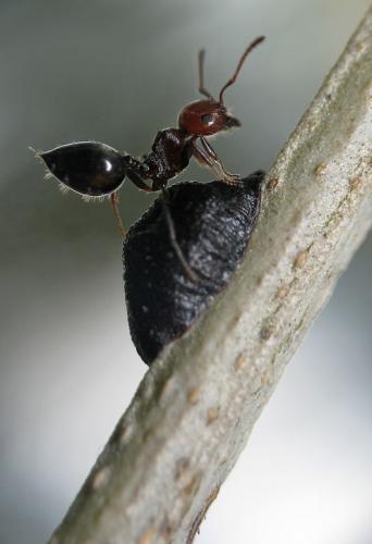 Réf. 60 320 : Crematogaster scutellaris