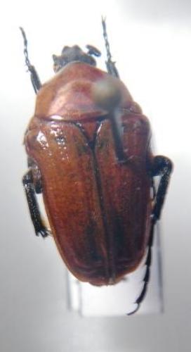 Leucocelis rubra