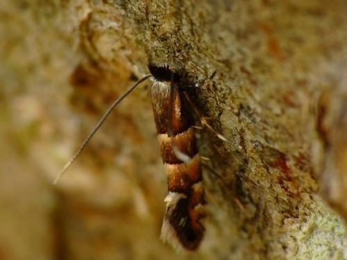 Réf. 60 514 : Phyllonorycter stettinensis