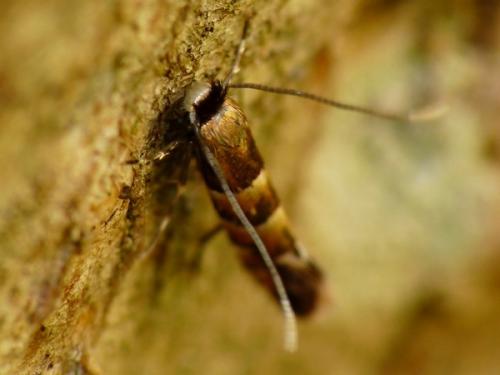 Réf. 60 515 : Phyllonorycter stettinensis