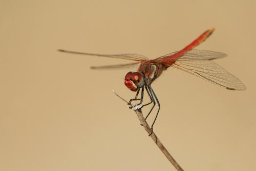 Réf. 60 632 : Sympetrum fonscolombii