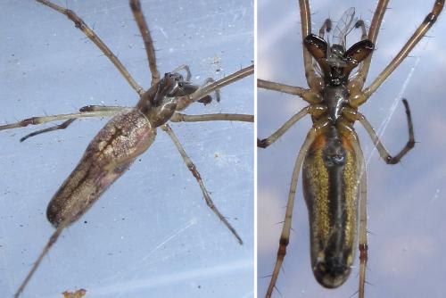 Réf. 60 904 : Tetragnatha nigrita