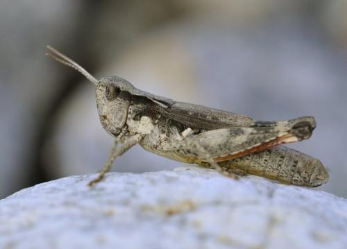 Réf. 60 865 : Chorthippus pullus