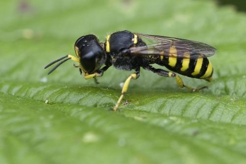 Ectemnius sp.