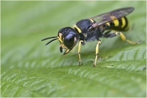 Réf. 60 868 : Ectemnius sp.
