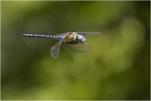 Aeshna affinis