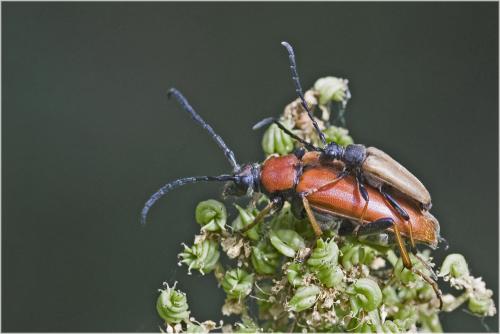 Réf. 60 388 : Stictoleptura rubra