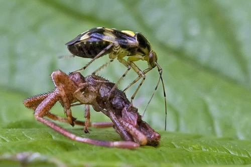 Liocoris tripustulatus