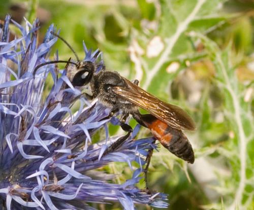Sphex flavipennis