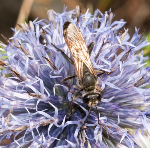 Sphex flavipennis