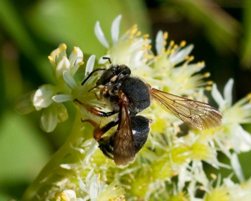 Anthidium sp.