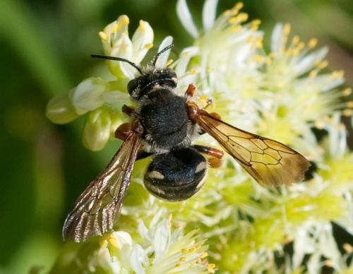 Réf. 60 670 : Anthidium sp.