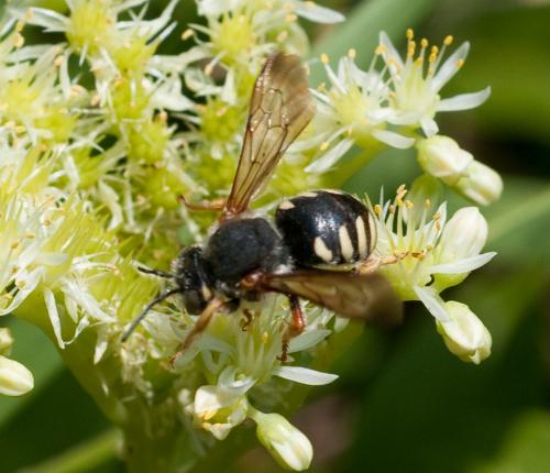 Anthidium sp.
