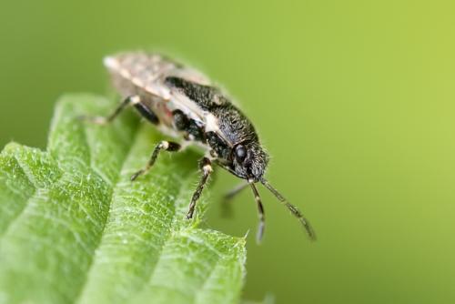 Heterogaster urticae
