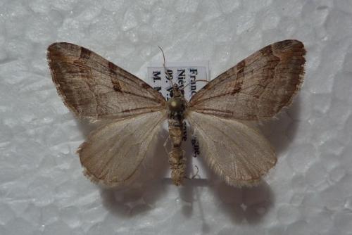 Réf. 60 921 : Aplocera plagiata