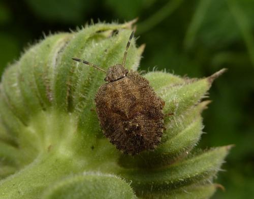 Réf. 60 581 : Dolycoris baccarum