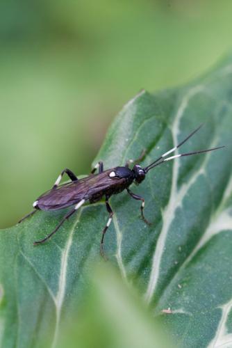 Réf. 60 295 : Achaius oratorius