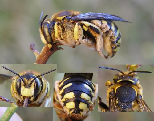 Anthidium florentinum