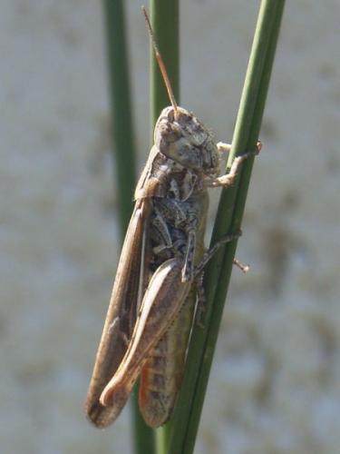Chorthippus sp.