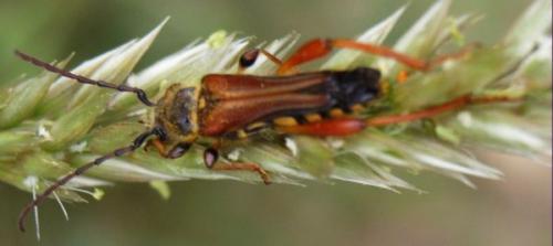 Stenopterus rufus