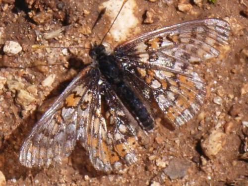 Euphydryas aurinia