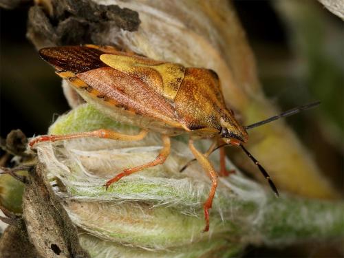 Carpocoris purpureipennis