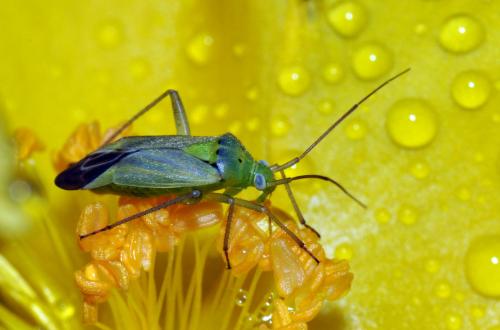 Closterotomus norwegicus