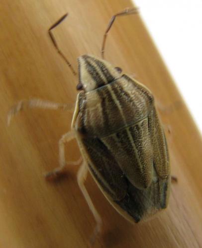 Aelia acuminata